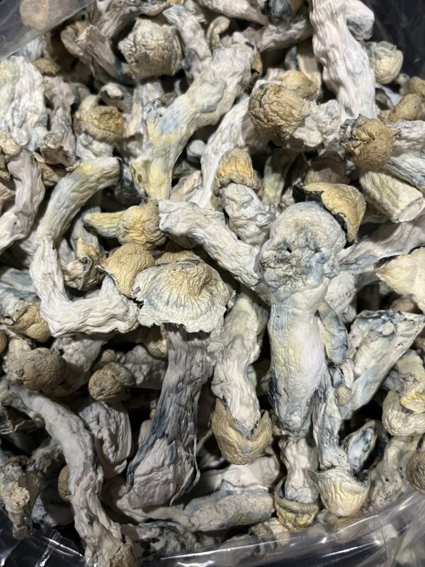 Albino Bluey Vuitton