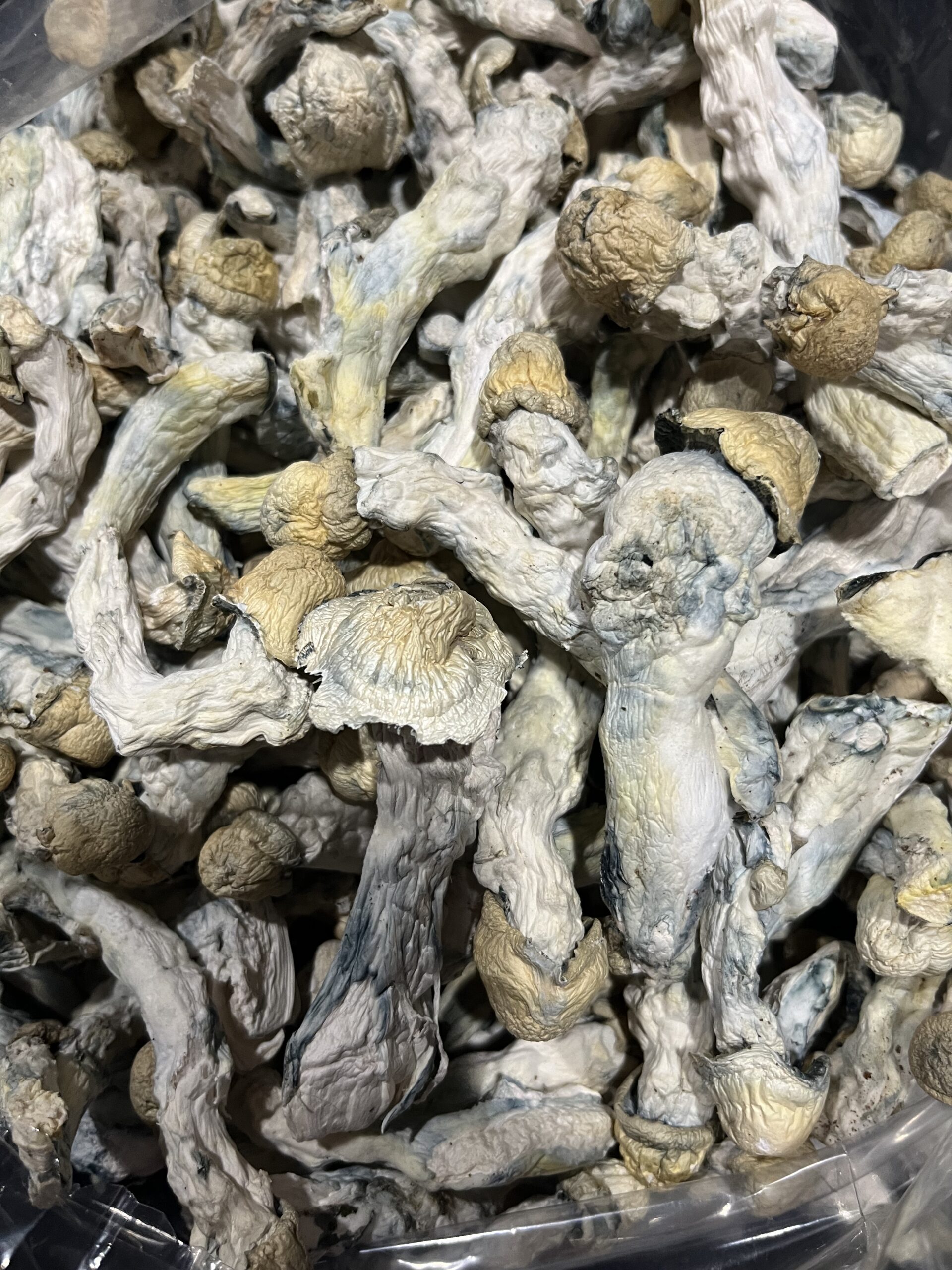 Albino Bluey Vuitton