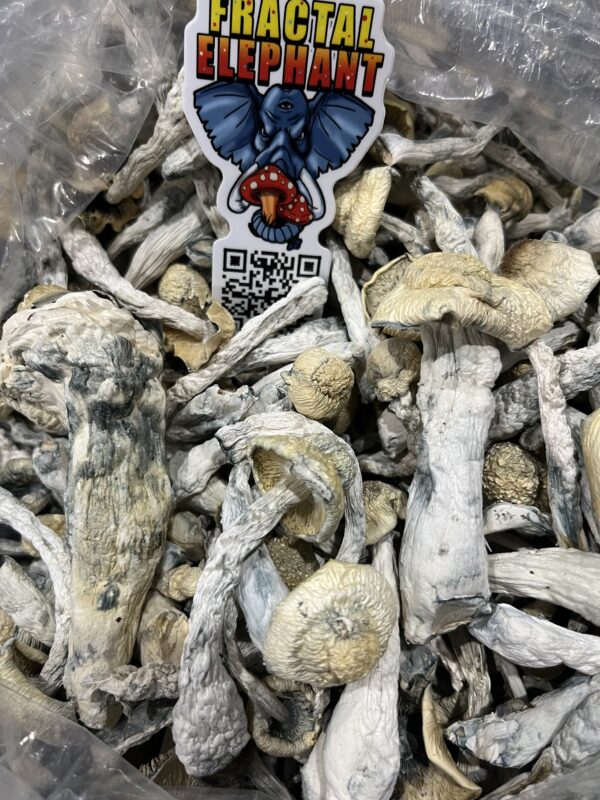 Mushroom Oz Special $125