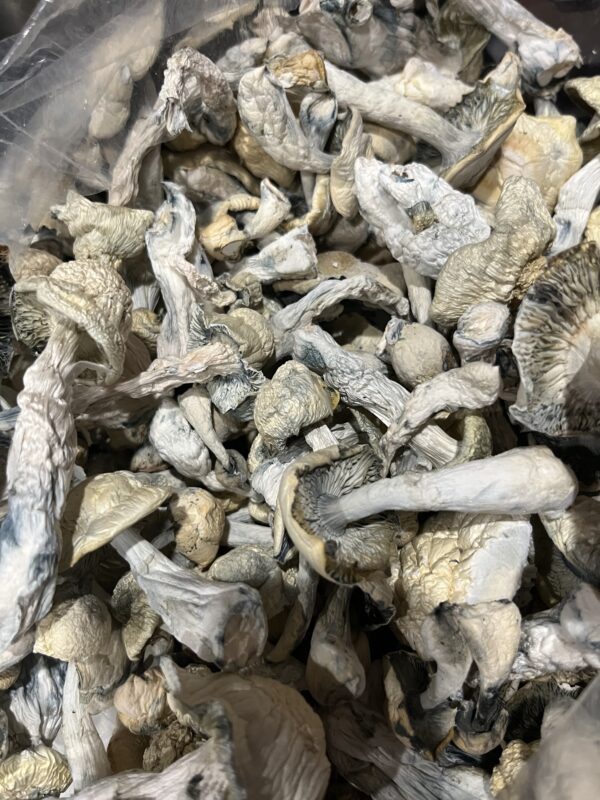 Mushroom Oz Special $125