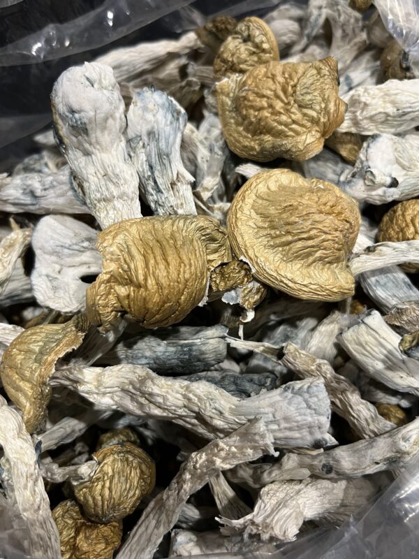 Mushroom Oz Special $125