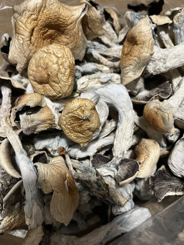 Mushroom Oz Special $125