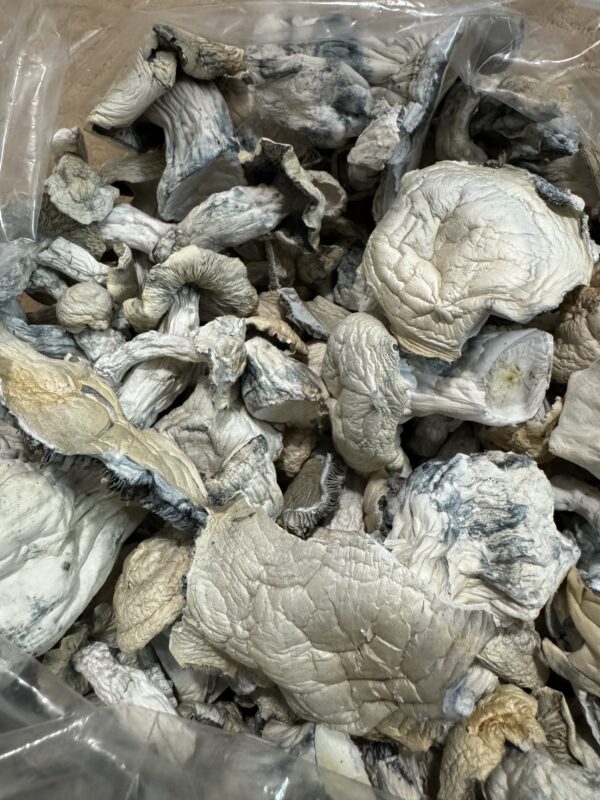 Mushroom Oz Special $125