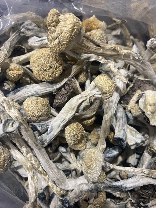 Albino Golden Teacher